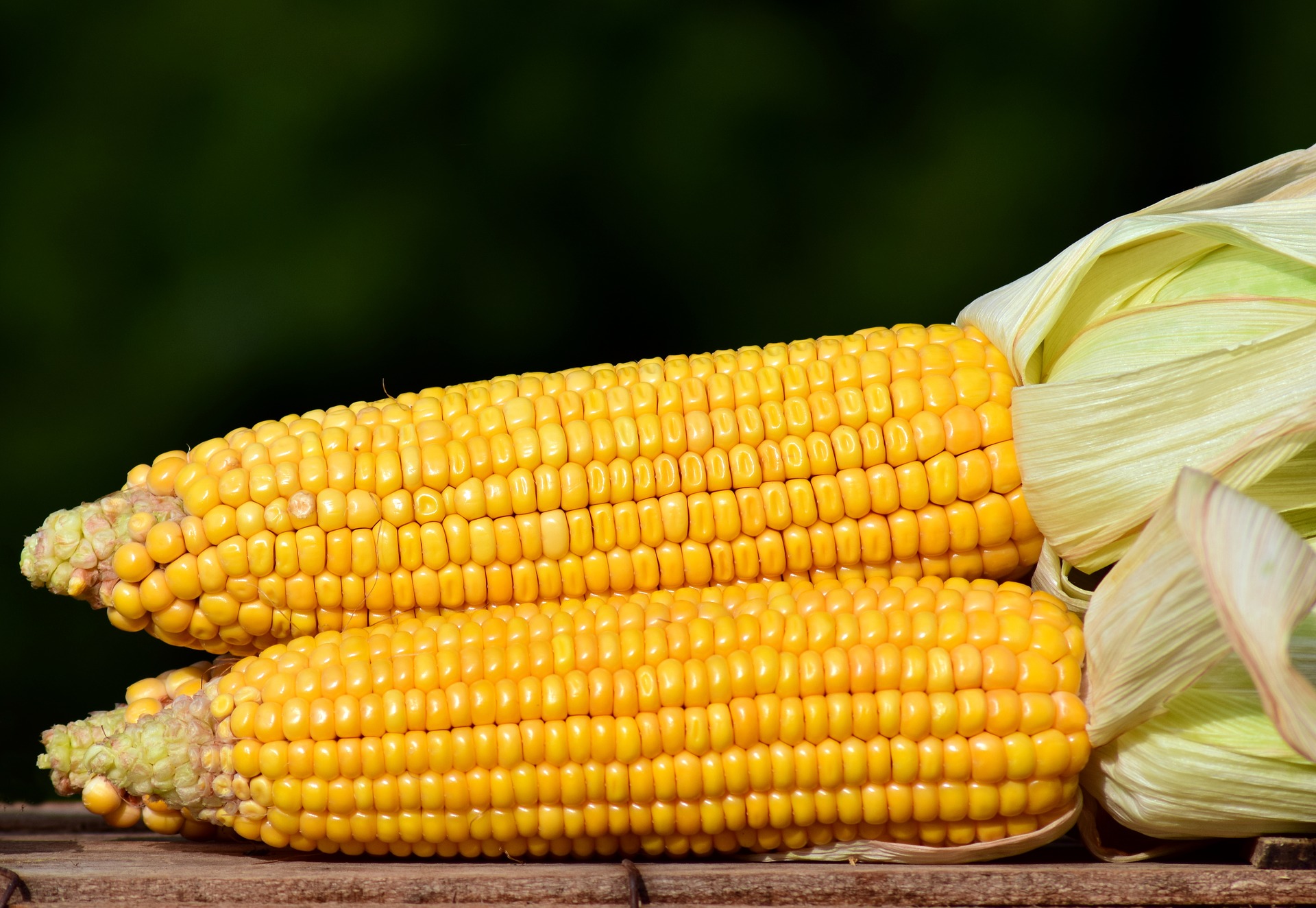 Maize for Crown Millers milling